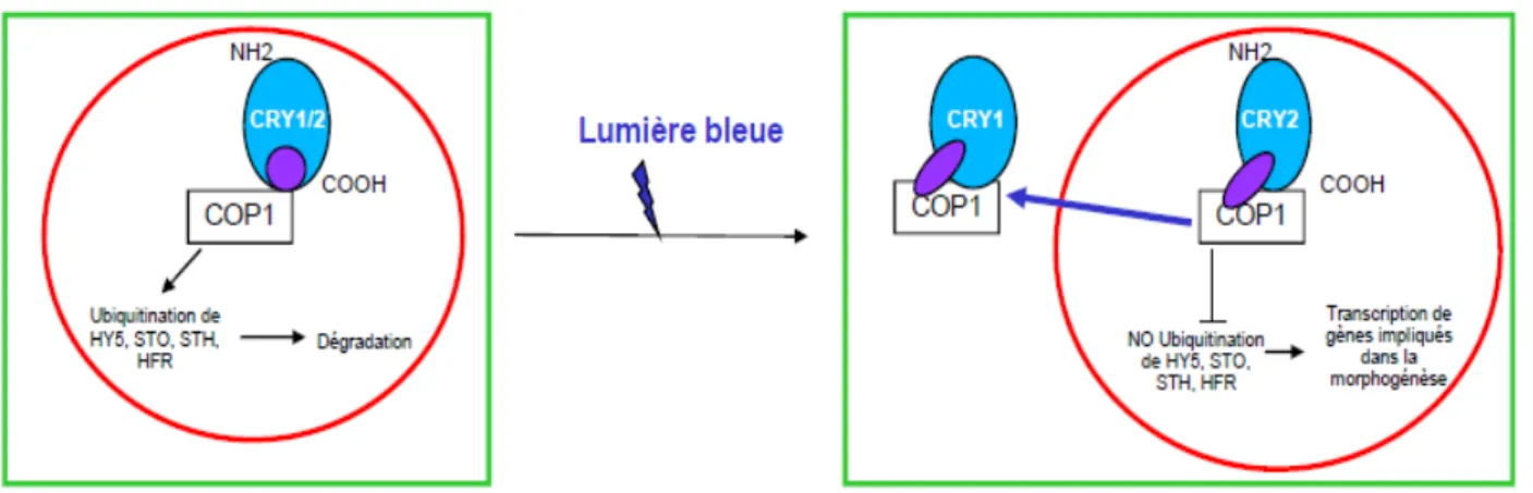 Figure 6: Mécanismes d’action des cryptochromes : 