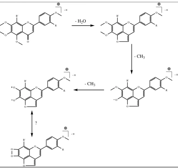 Figure 27 : Mécanisme de fragmentation des flavones méthoxylées non déprotonables  proposé par Wang et Zhang [2009] 
