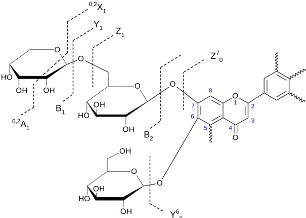 Figure 35 : Schéma de la nomenclature de fragmentation des flavonoïdes glycosylés. 