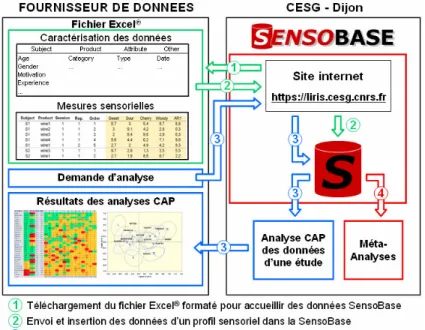 Figure   3-1 : Schéma de fonctionnement de la SensoBase  Les trois organes essentiels de la SensoBase qui interagissent entre eux sont donc : 