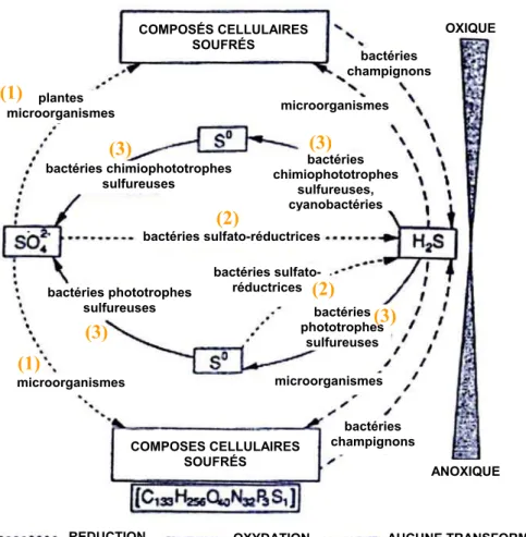 Figure 4 : Cycle biogéochimique du soufre au sein d’un écosystème sédimentaire ayant  une compartimentation oxique / anoxique