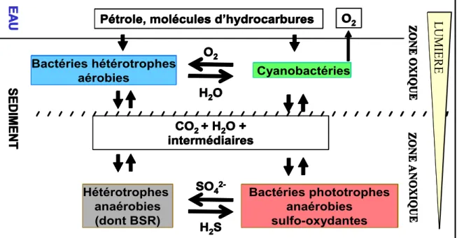 Figure 8 : Schéma de la biodégradation des hydrocarbures par les tapis microbiens. 
