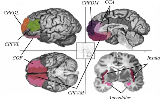 Figure  6:  Régions  cérébrales  impliquées  dans  les  traitements  émotionnels.  CPFDL :  cortex  préfrontal  dorso-latéral ;  CPFDM :  cortex  préfrontal  dorso-médian ;  CPFVL :  cortex  préfrontal  ventro-latéral ;  CPFVM :  cortex  préfrontal  ventro