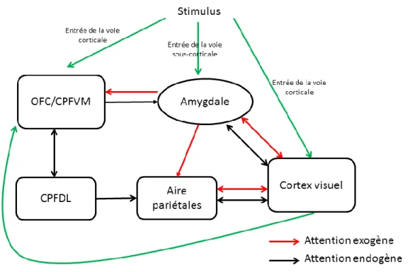 Figure 10 : Modèle attentionnel et interaction entre structures cérébrales. Inspiré de Pourtois (2013)