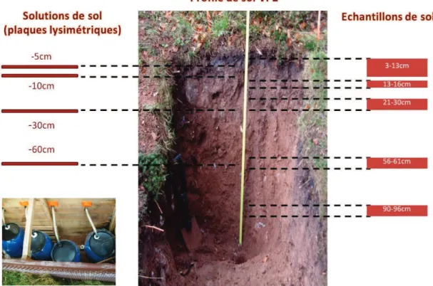 Figure 3: Echantillonnage du profil de sol VP2 et des solutions de sol à 5, 10,  30 et 60 cm de profondeur 