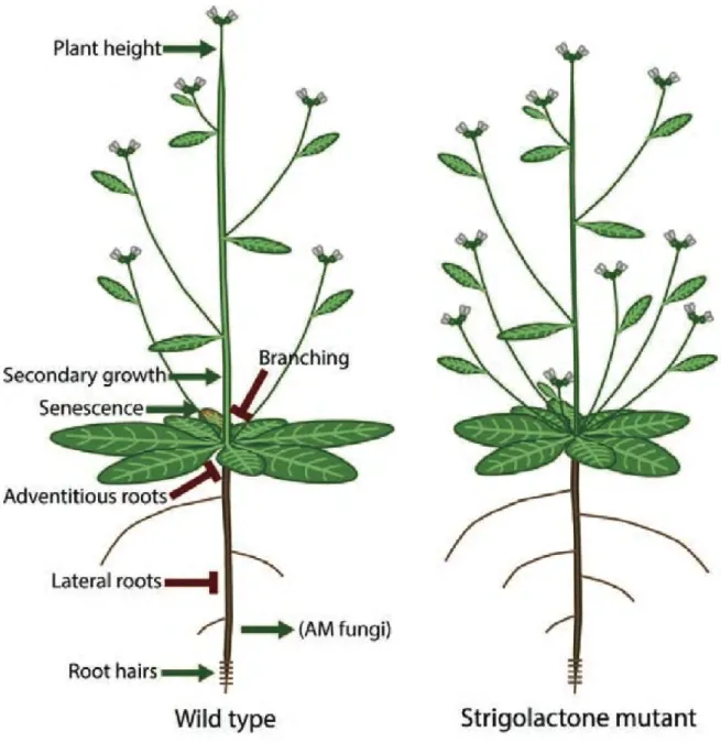 Figure 2: Proposed roles of strigolactones in adult plant growth and development (from  Brewer et al., 2012)