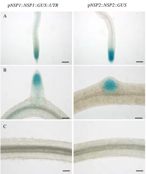 Figure 1: Expression patterns of NSP1 and NSP2 translational fusions in Medicago A17  WT hairy roots