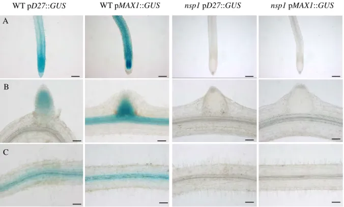 Figure 2: Expression pattern of D27, MAX1 promoters in Medicago WT and nsp1-1 hairy  roots