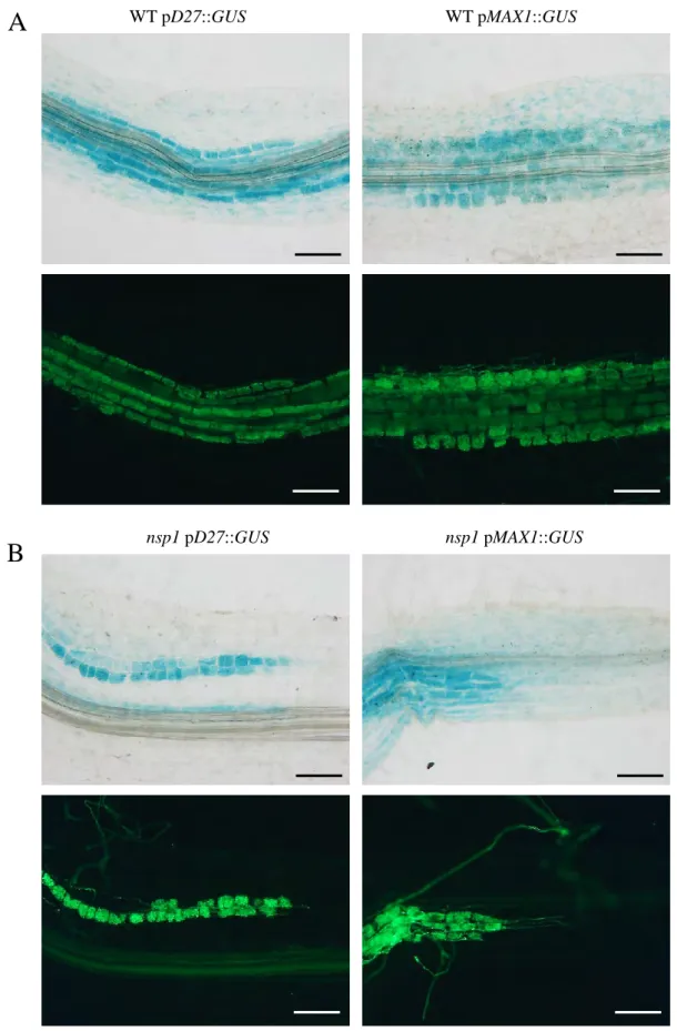 Figure  6:  MtD27  and  MtMAX1  are  expressed  in  fungal  containing  tissues.  Expression  pattern of transcriptional fusion of D27 and MAX1 promoter in Medicago WT (A) or nsp1 (B)  hairy roots during mycorrhization