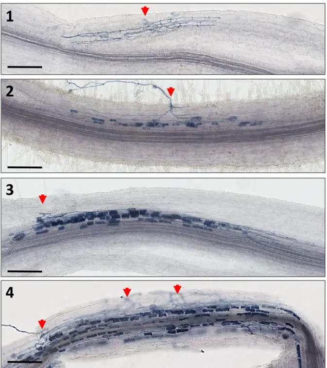 Figure S2: Mycorrhization scale used to evaluate the arbuscule abundance in Fig. 8C and  Fig