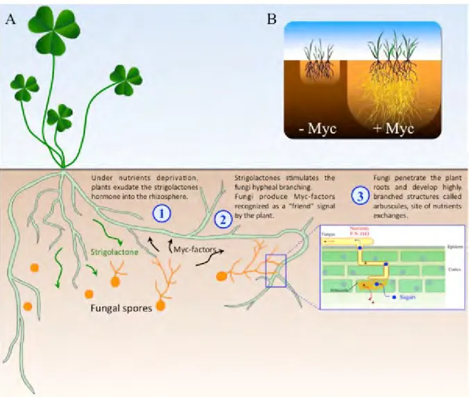 Figure 1: The mycorrhization process. (A) Schematic view of the primary dialogue between  the plant and the fungus (1- 2) leading to the entrance and later the establishment of nutrient  exchange structures called arbuscule (3)