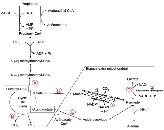 Figure 8 : Voies métaboliques de la transformation du propionate dans l'épithélium ruminal (d'après  Rémond et al., 1995)