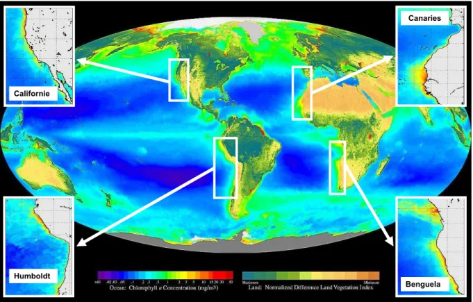 Fig. 0.1: Concentration moyenne de chlorophylle-a en surface (mg/m3) sur la période 09/1997-08/2000 à partir  des données satellite SeaWiFS (NASA/Goddard Space Flight Center)