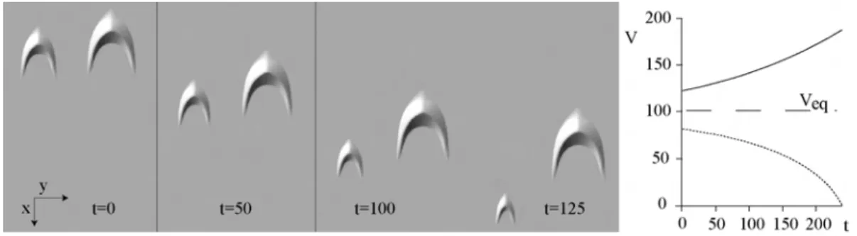 Fig. 5.6 – Evolution de barchanes avec le C c c mod` ele. Initialement, le C c c mod` ele est utilis´ e pour cr´ eer deux dunes de tailles diff´ erentes et ´ egalement de flux d’´ equilibre l´ eg` erement diff´ erent, q − ∼ 0.10 Q et q + ∼ 0.12 Q