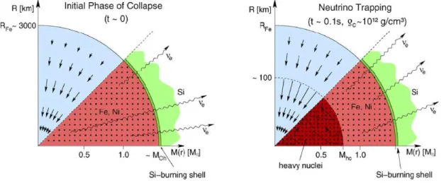 Figure 1.1: Schematic representation of the initial phases of the collapse of the core (here a cut of the core is shown, in spherical symmetry)
