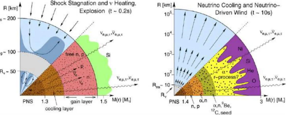 Figure 1.3: Schematic representation of the shock stagnation and neutrino heating and cooling (as in Fig