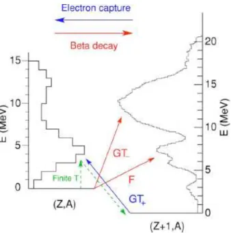 Figure 1.4: Scheme of electron capture and β decay processes. Fermi (F) and Gamow-Teller (GT) transitions are displayed