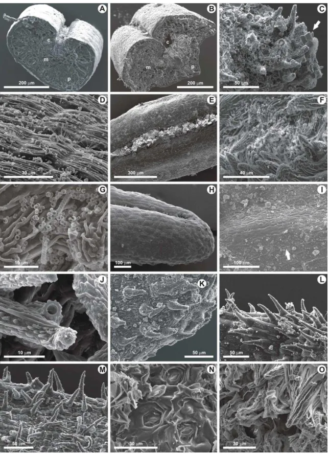 Fig.  3.  Erica  arborea,  SEM  abaxial  and  adaxial  cuticles,  for  both  shrubs  experiencing  or  not  chronic  fumigation by volcanic gases