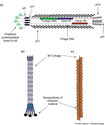 Figure  1.5g:  Display  and  selection  of  peptide/antibodies  using  phage  display  technique  (a)  M13  Phage with all phage protein, phage coat protein p3 is modified to display fusion protein on the tip (b)  Representation  of  M13  phage  with  nano