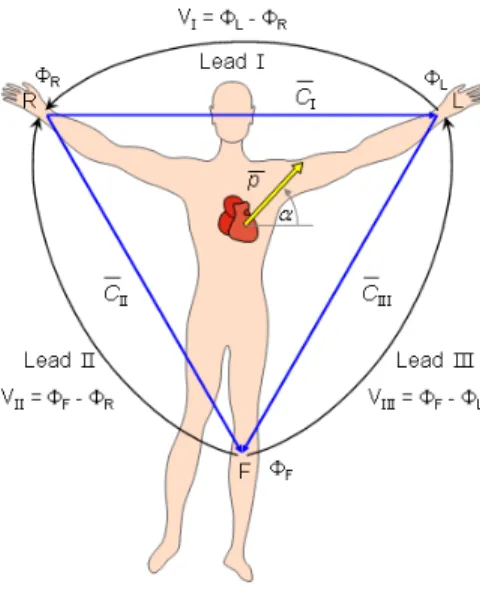 Figure 2.2: Einthoven lead system and Einthoven triangle. Figure is adapted from [4]