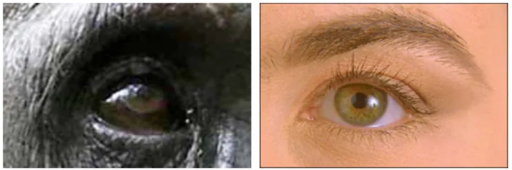 Figure 1.1: The visible white area of human eye (sclera) makes it easier to interpret the gaze direction.