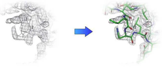 Figure 15 Zoom sur une zone de la carte électronique de la myoglobine de cachalot (code PDB : 101M)