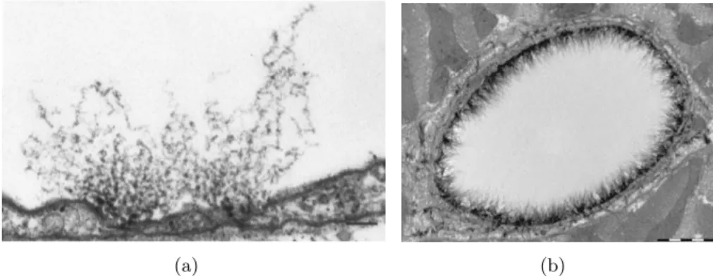 Figure 1.2: Electron microscopy images of endothelial glycocalyx. Bars correspond to 0.5µm and 1µm respectively