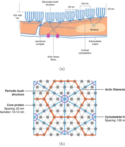 Figure 1.3: Schematic view of the endothelial glycocalyx morphology (images from [14]): (a) configuration of fibers and spacing among them; (b) idealized top view of the 6-fold distribution of anchors.