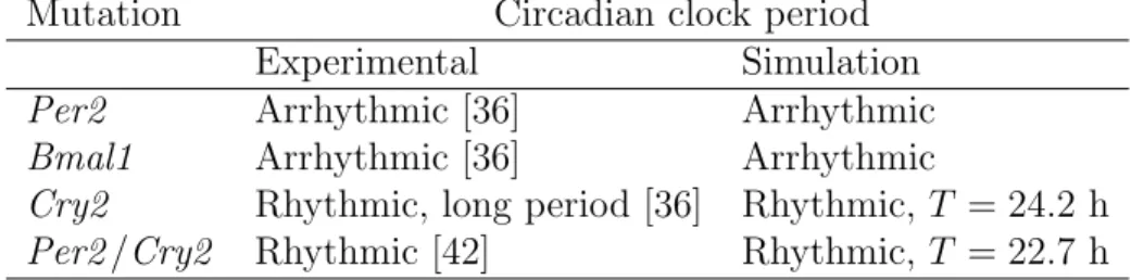 Table 1: Effects of mutations on the period of the circadian clock: comparison between experimental data and simulations.