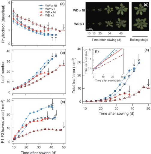 Fig. 2 Effects of Phyllobacterium brassicacearum STM196 and water deficit (WD) on growth and development dynamics of Arabidopsis thaliana Col-0