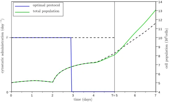 Figure 4.2: An horizon effect. We consider problem (4.39) with no cytotoxic u, T = 5 days, τ = 1 day; the other parameters are given in Appendix 4.A.3 and are such that the  prolif-erating phase globally produces cells