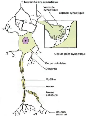 Figure I.1. Représentation schématique de la structure fondamentale du neurone et de la  synapse [1] 