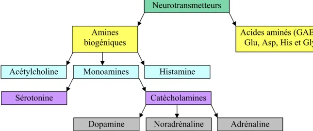 Figure I.2.  Classification des neurotransmetteurs en fonction de leur structure chimique  [4] 