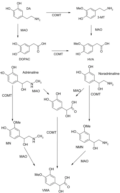Figure I.10. Métabolisme des catécholamines par la catéchol-O-méthyltransférase  (COMT) et monoamine oxydase (MAO) 