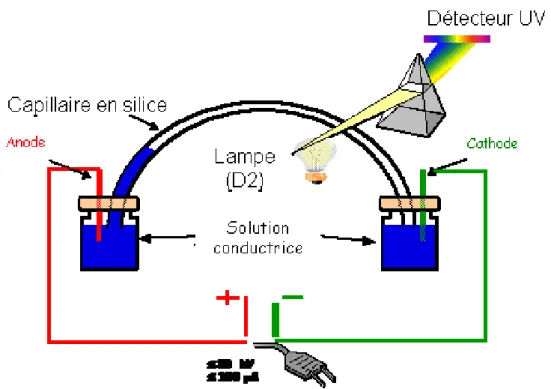 Figure I.29. Représentation schématique d’un appareil d’électrophorèse capillaire avec  détection UV 