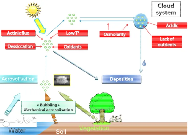 Figure I-3 : Représentation schématique du cycle de vie des microorganismes dans l’atmosphère  (Delort et al., 2010).