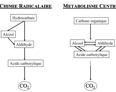 Figure I-17 : Résumé des voies de dégradation des composés carbonés : chimie radicalaire et voies du  métabolisme central