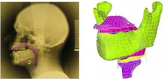 Figure 1: Final oral cavity geometry at rest. Left panel: Superimposition of the model  midsagittal contours on X-ray at rest in the midsagittal plane