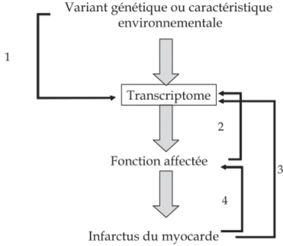 Figure 2.5 : Effets directs et indirects de la variabilité génétiqueVariant génétique ou caractéristique 