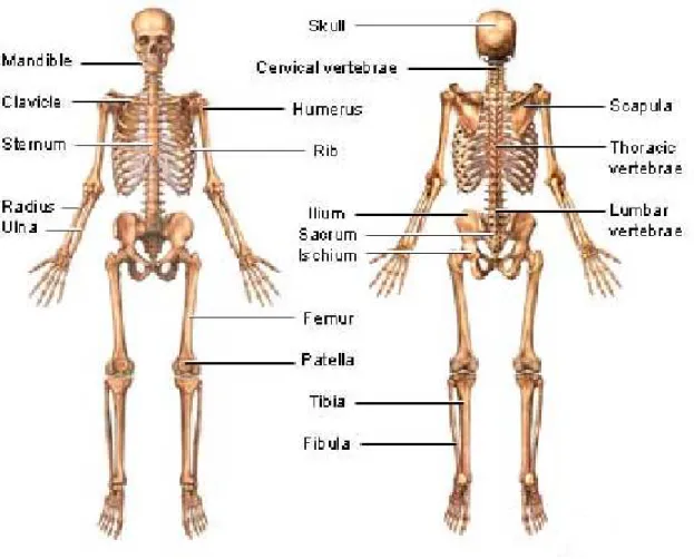 Figure 2.1 — The human musculoskeletal system (Copyright 2001 adam.com, Inc)