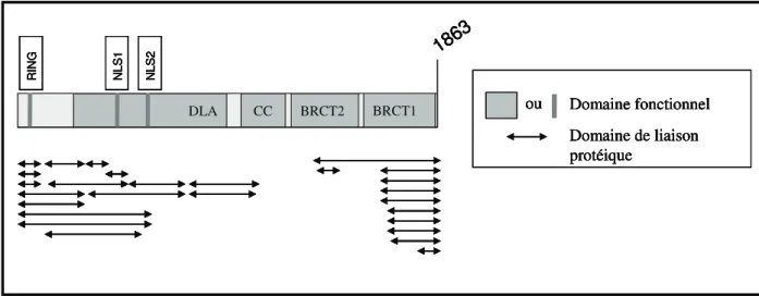Figure 9 : Représentation schématique du gène BRCA1, de ses domaines fonctionnels et de ses domaines  de liaison protéique