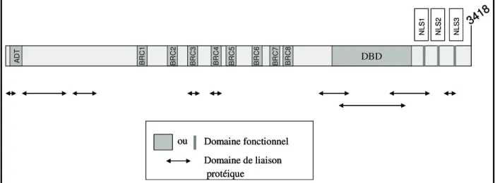 Figure 10 : Représentation schématique du gène BRCA2, de ses domaines fonctionnels et de ses domaines  de liaison protéique 