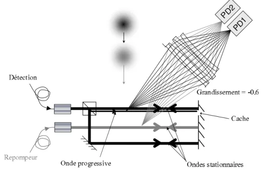 Fig. 3.8  Schéma de principe de la détection horizontale. Les photodiodes collectent la lumière diusée par chaque population atomique.