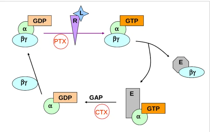 Figure 7 : Cycle d’activation / désactivation des protéines G. Les étapes bloquées par  les toxines sont indiquées en rouge