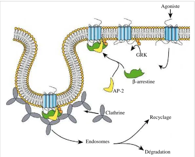 Figure 8 :  Vue  schématique  de  l’internalisation  d’un  RCPG.  Après  fixation  de  l’agoniste,  le  récepteur  est  phosphorylé  par  une  kinase  (GRK)  ce  qui  permet  le  recrutement d’un complexe protéique et l’adressage vers les puits de clathrin