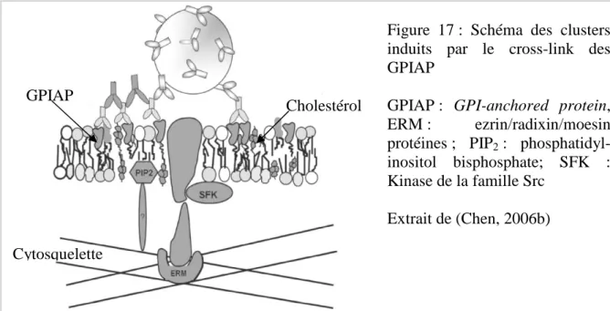 Figure  17 :  Schéma  des  clusters  induits  par  le  cross-link  des  GPIAP 