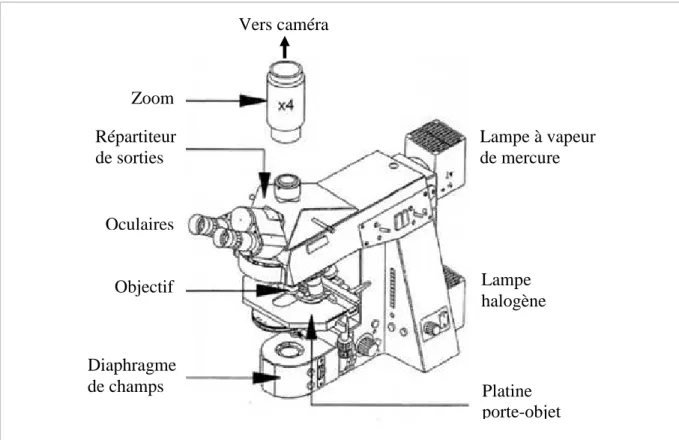 Figure 23 : Microscope Axioplan 2 utilisé pour les expériences de SPT. 