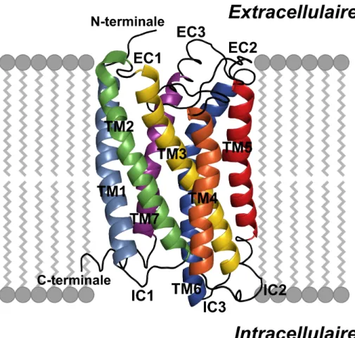 Figure 3 : Structure schématique des RCPG