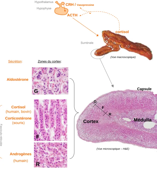 Figure 1. Représentation de la structure générale de la glande surrénale chez les mammifères  et de la sécrétion hormonale cortico-surrénalienne sous contrôle de l’axe corticotrope