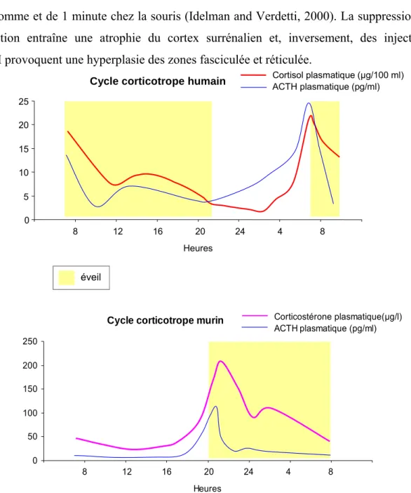 Figure 2. Rythme circadien de sécrétion des glucocorticoïdes chez l’homme et chez la souris
